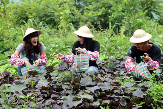 Figures 5: Agritourism in Taiwan (Source: “ReVision Urban Farm” n.d.)
