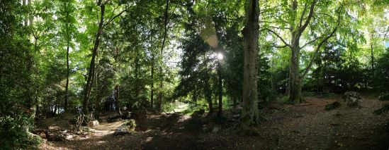 Panoramic view of the IFRC forest