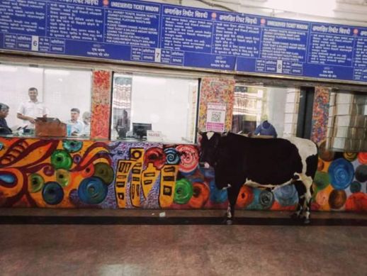 A cow at the Mumbai train ticket counter