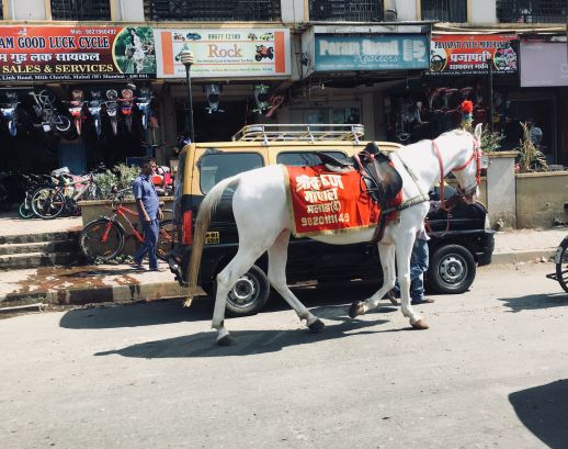 Horse for hire on Mumbai's streets