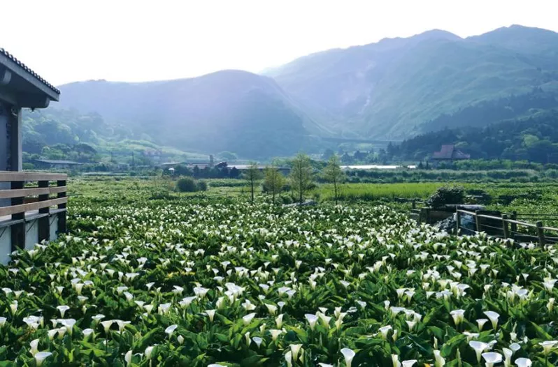 Figures 6: Agritourism in Taiwan (Source: “ReVision Urban Farm” n.d.)