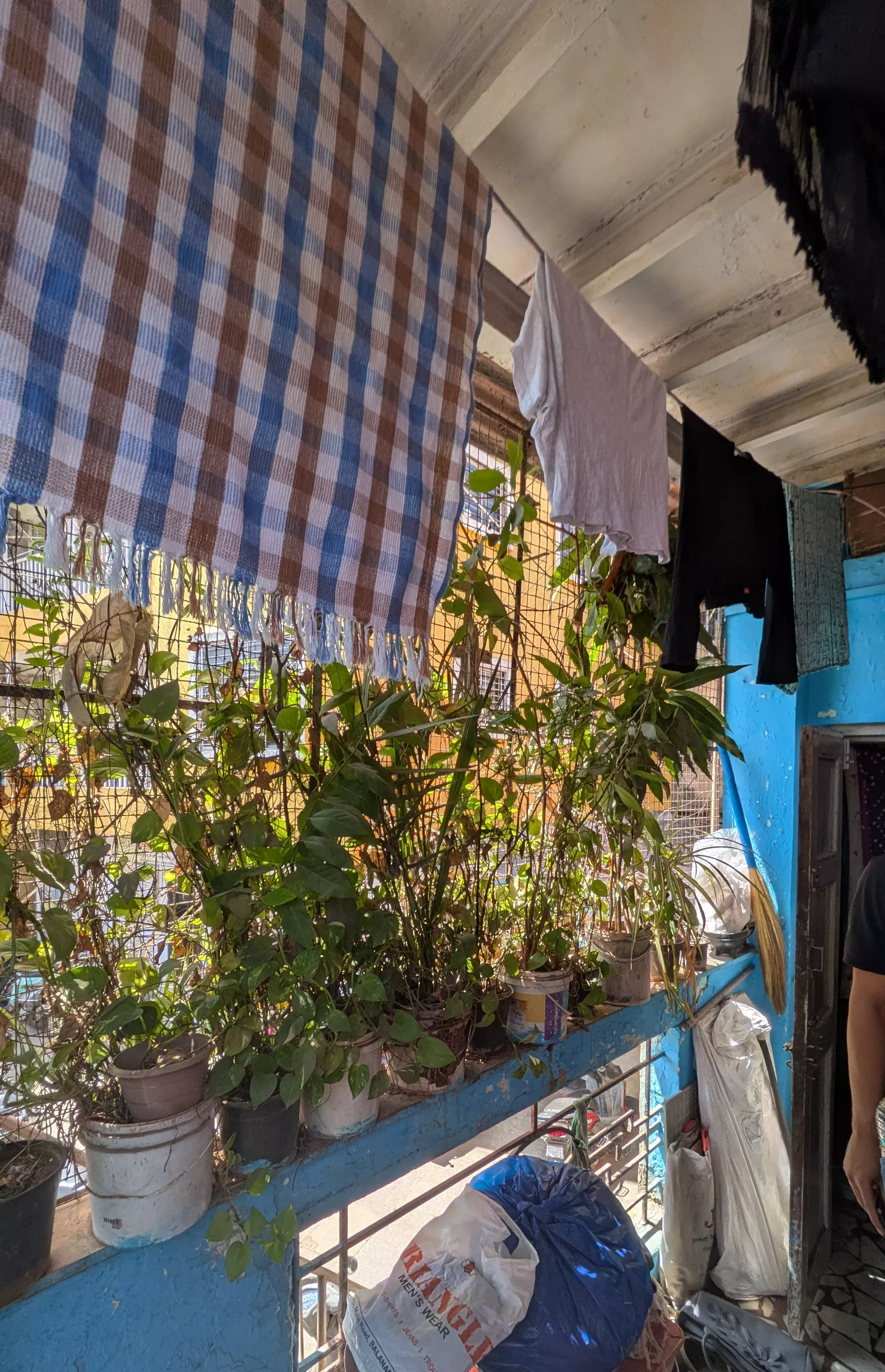 Plants, household items, and clotheslines arranged in the space outside Rhea's home.
