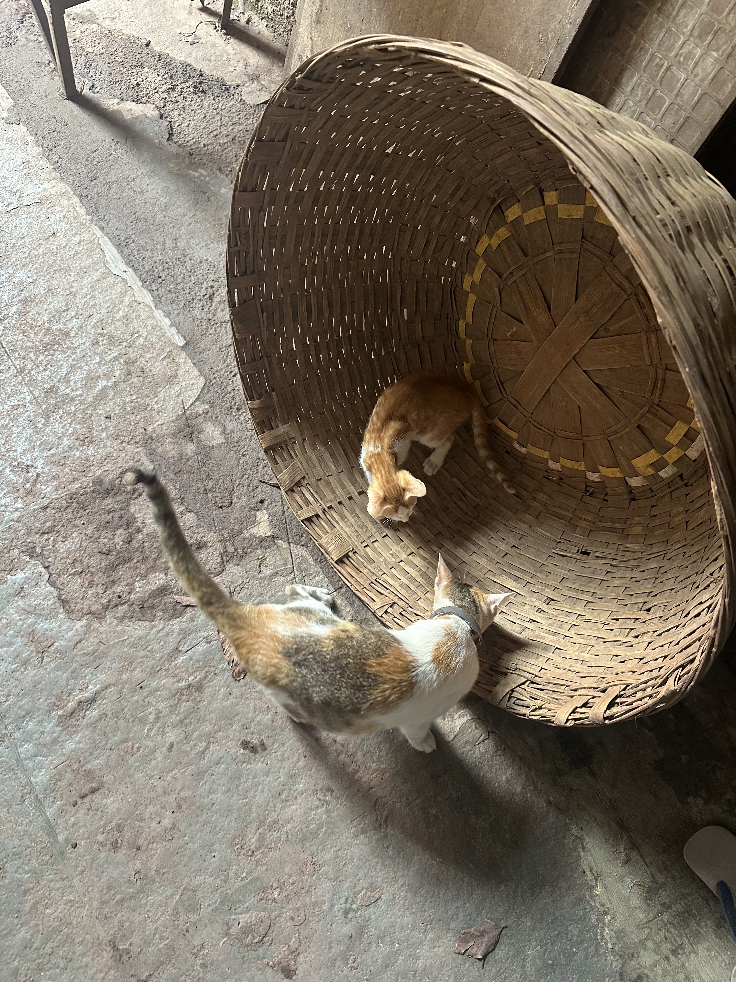 Cats playing outside his studio