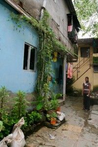 A row of trees along New Transit Camp planted by one of the residents.(left) Greenery brightening a street of Dharavi(right)
