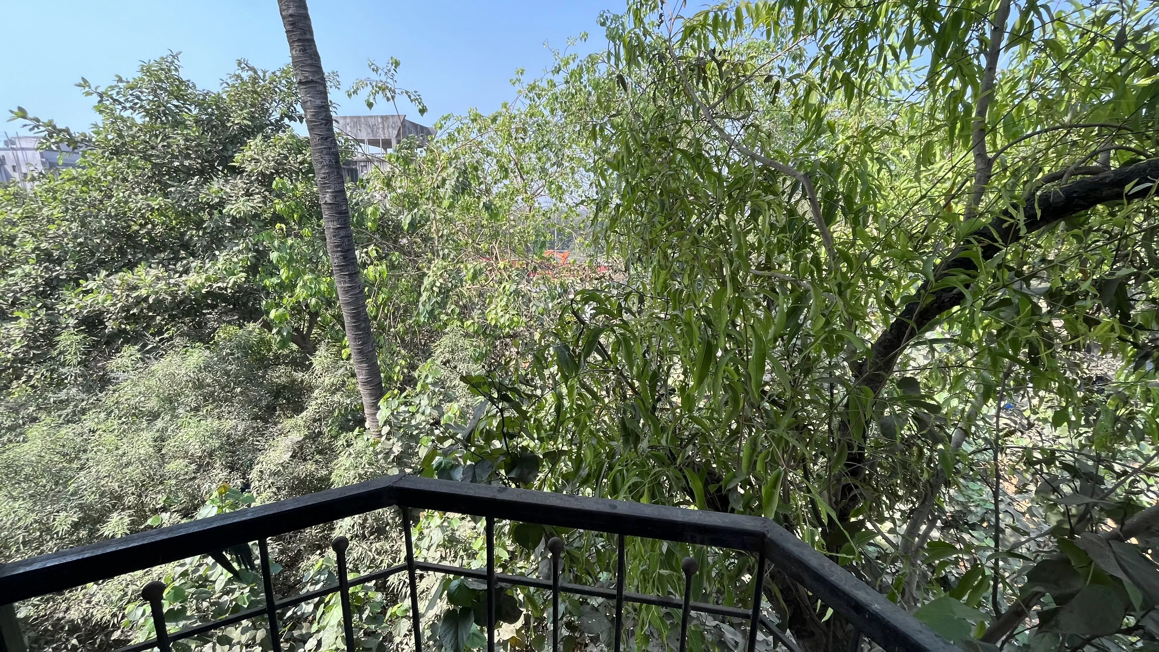 The View From The Corridor - Overlooking Tree Canopy 